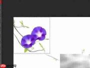 PS画笔图案制作教程