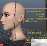 头部随颈自然转动