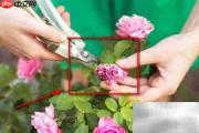 植物移植全攻略