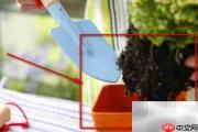 植物移植全攻略