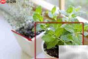 植物移植全攻略