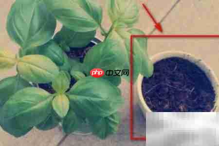 植物移植全攻略