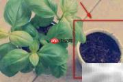 植物移植全攻略