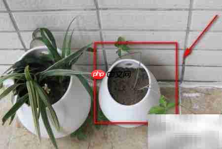 植物移植全攻略
