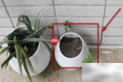 植物移植全攻略
