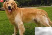金毛姐妹犬好听名字推荐