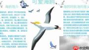 可爱海鸥手抄报创意设计