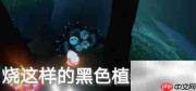 光遇2.5任务速通指南