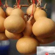绿葫芦变黄葫芦的简易方法