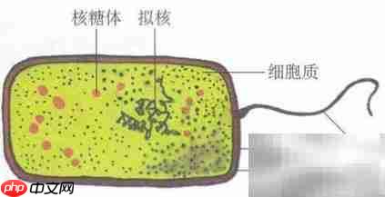 原核生物是否含有RNA