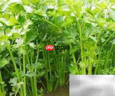 芹菜营养成分解析