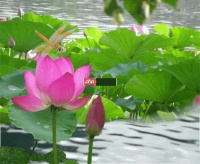 夏日清风，沁人心脾