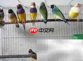 七彩文鸟养殖技巧