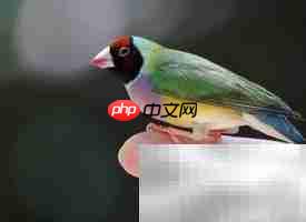 七彩文鸟养殖技巧
