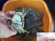 蒸河蟹的正确方法