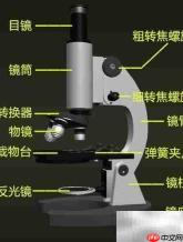 显微镜结构图解