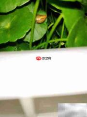 云竹叶子发黄?快速解决方法