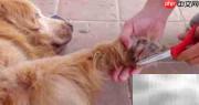 金毛寻回犬毛发修剪技巧