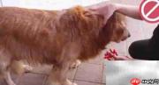 金毛寻回犬毛发修剪技巧