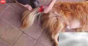 金毛寻回犬毛发修剪技巧