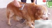 金毛寻回犬毛发修剪技巧