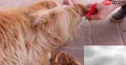 金毛寻回犬毛发修剪技巧