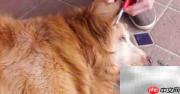 金毛寻回犬毛发修剪技巧