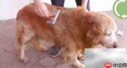 金毛寻回犬毛发修剪技巧