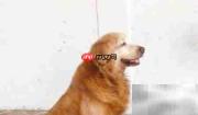 金毛寻回犬毛发修剪技巧