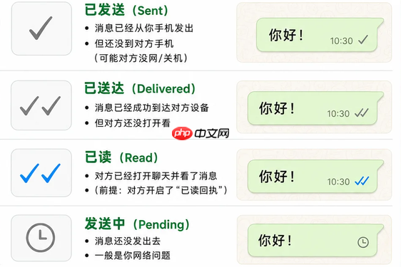 WhatsApp为什么看不到已读消息
