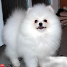 博美螨虫怎么办？快速应对方法