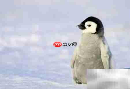 6.8蚂蚁庄园海洋之舟答案
