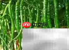 辣椒的多彩世界