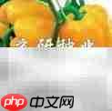 辣椒的多彩世界