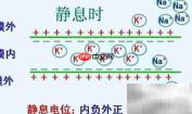 静息电位为何内负外正?