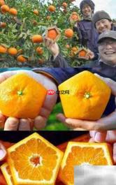 五角橙种植揭秘