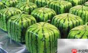 五角橙种植揭秘