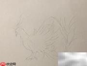 精卫鸟简笔画教程
