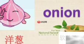 洋葱英语发音怎么读