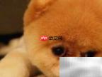 博美犬最稀有的毛色揭秘
