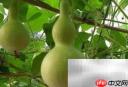 青葫芦变干葫芦的简易方法