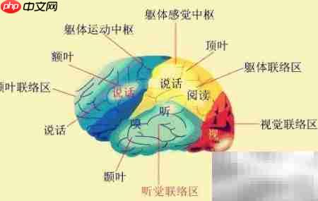 大脑大小≠聪明程度