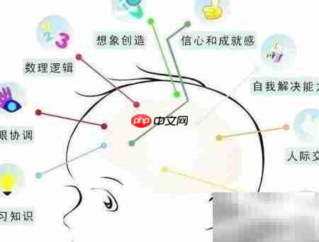 大脑大小≠聪明程度
