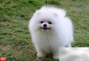 博美犬频繁滴尿原因解析