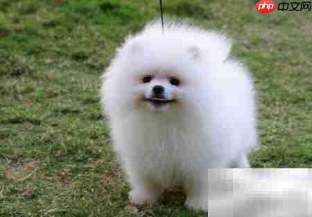 博美犬频繁滴尿原因解析