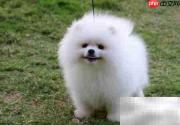博美犬频繁滴尿原因解析