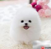 博美幼犬养护全攻略