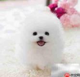 博美幼犬养护全攻略