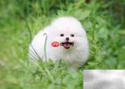 博美幼犬养护全攻略