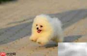 博美幼犬养护全攻略
